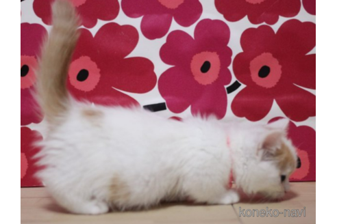 成約済の東京都のマンチカン(短足)-71500の3枚目